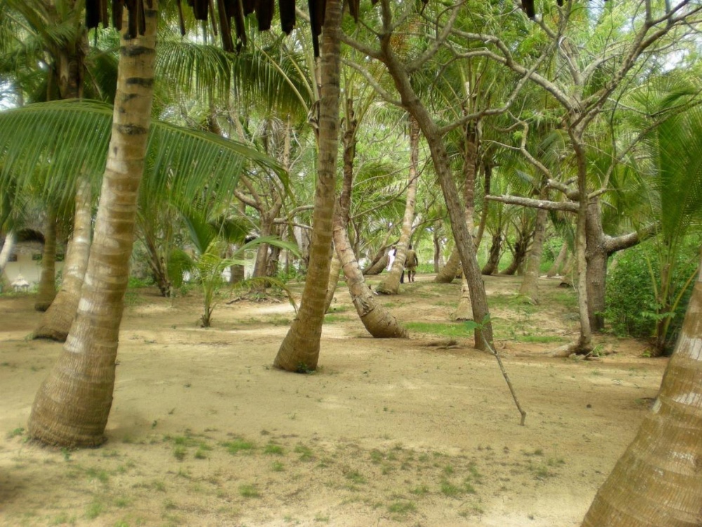 Chapwani Private Island Image 10