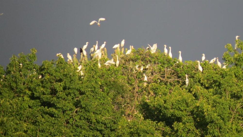 Chapwani Private Island Image 16