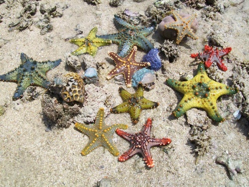 Chapwani Private Island image 28